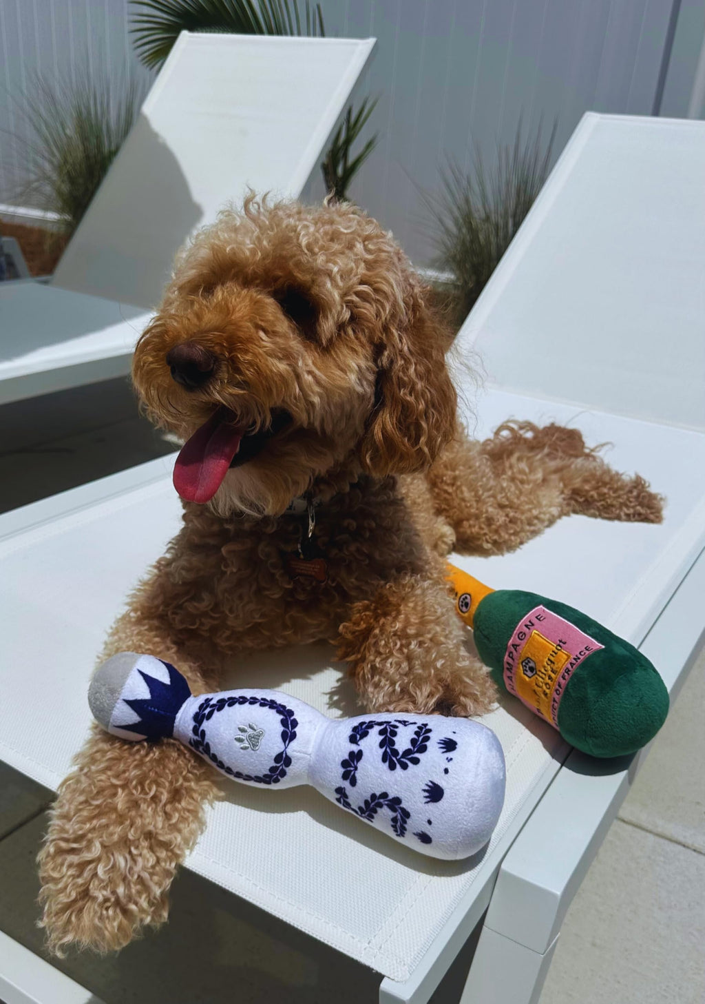 Tequila Toy With Squeaker